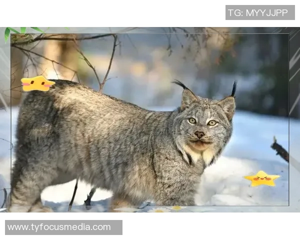 瓦萨与布隆德比激战正酣谁能在这场对决中笑到最后